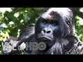 The Park Rangers Protecting the Congo's Gorillas