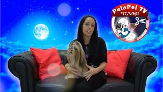 Уход за длиной шерстью собак. Уход за длиной шерстью собак.