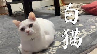 白猫 by ヒロシとアリーのそら 316 views 3 months ago 4 minutes, 19 seconds