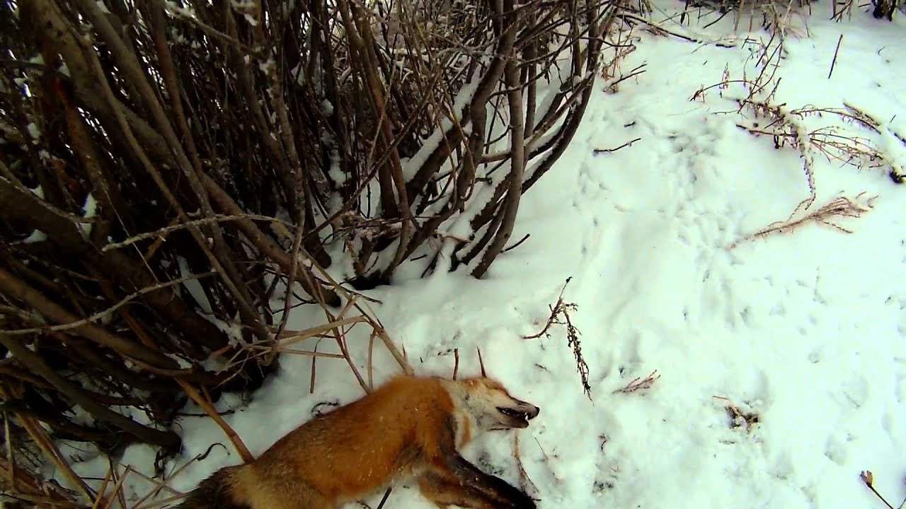 Как ловить лис зимой. Охота на лису капканами видео. Лиса на мышеловке зимой. Ловля лисы капканами зимой на приманку. Как ловить лис зимой.