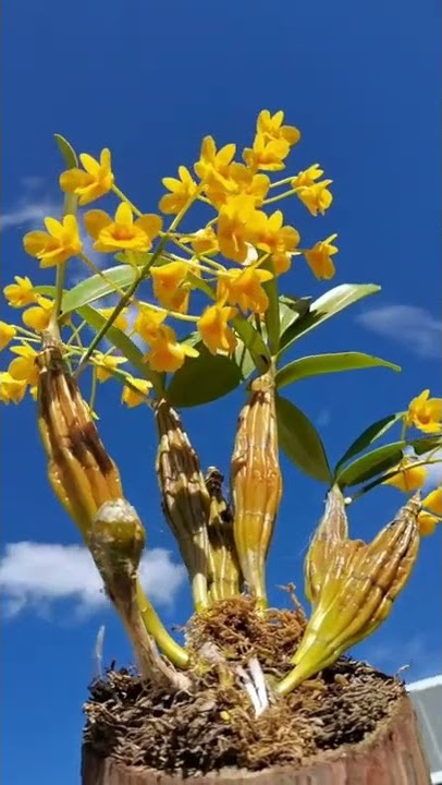How amazing to grow orchids propagate plant fast and easy #3643