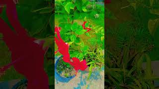 Gudhal ka phool 🌱🌱🌸🌿 youtube shorts video