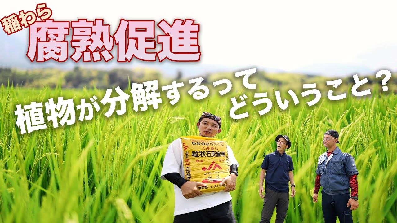 なぜ植物の腐熟が進むのか【石灰窒素のデメリットも】