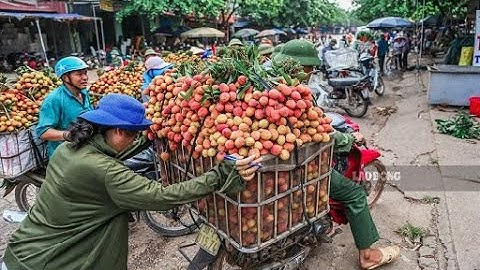 Vải Bắc Giang hối hả sang Trung Quốc, giá 25.000đ/kg | VTC14