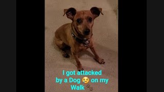 I Got Attacked By A Pitbull
