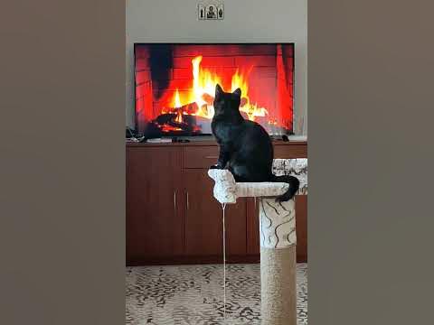 у камина. камин. приятная музыка. черный кот - YouTube