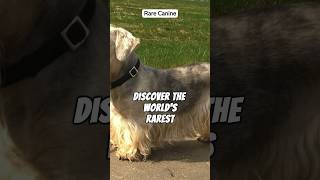 Worlds Rarest Dog #shorts #short #dog #doglover #shortfeed #shortvideo #viral #ytshorts #viral