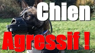 CHIEN AGRESSIF MALINOIS  JEEP