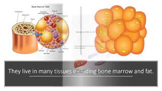 What are MUSE Cells?