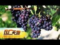 《农广天地》让疯长的葡萄杈绝后 20181022 | CCTV农业