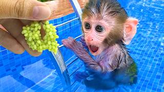 🔴LIVE - Monkey Baby Bon Bon harvest fruit in the garden and eat with puppy and duckling at the pool