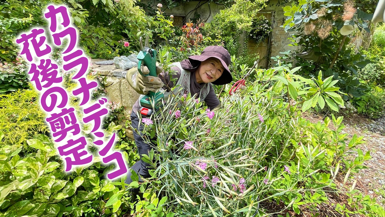 Garden Care] Pruning Kawara Nadeshiko (Dianthus) After Flowering