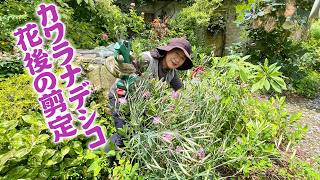 Garden Care] Pruning Kawara Nadeshiko (Dianthus) After Flowering