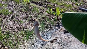 CÂU CÁ THIÊN NHIÊN||CÂU LẠI ĐIỂM CÂU CỦ -CÁI MƯƠNG LÍ TƯỞNG||FISHING