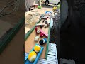 Marble Run Race ⭐︎ A genius is hosting a secret marble race!5
