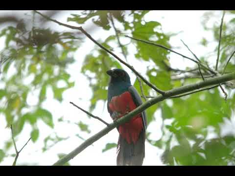 Canto do ecuadorian trogon| Pássaros Org