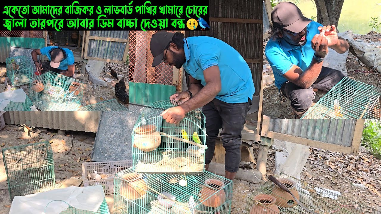 একেতো আমাদের বাজিকর ও লাভবার্ড পাখির খামারে চোরের জ্বালা, তারপরে আবার ডিম বাচ্চা দেওয়া বন্ধ। 😥🐦