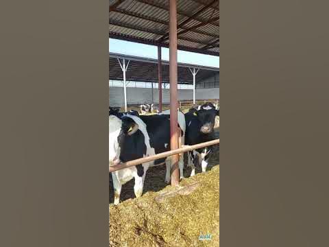 У хороших господарів і тварини хороші! ПСП АФ «Горинь», учасник АВМ із ...
