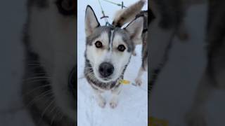 Meet our adorable huskies π Meet our adorable huskies π