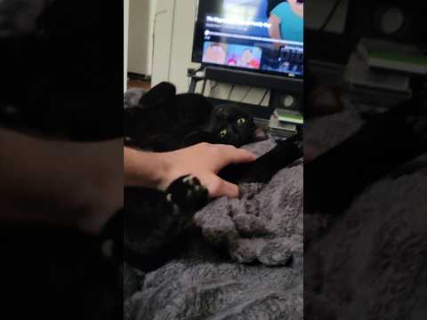 Cat Catshorts Catvideos Cutepets Petlover Petshorts Kittens Meow