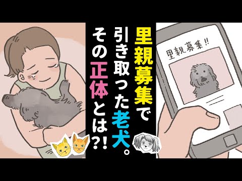 【実話アニメ】 里親募集で引き取った老犬。その正体とは？！