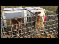How to Build Calf Hutches on a Budget...Updates on the Bottle Calves!