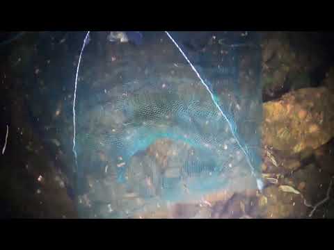 Amazing <strong>fish</strong> trap. <strong>Real</strong> underwater full video