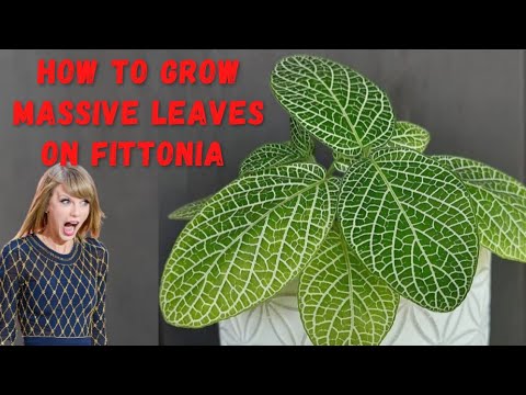 Fittonia Care : How To Get Big Leaves Of Fittonia ( Nerve Plant ) ?
