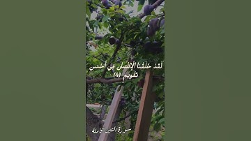 سورة التين كاملة ، تلاوة خاشعة ✨🤍