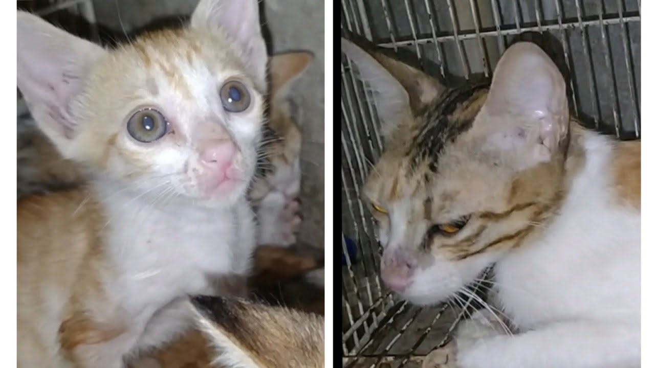 Rescue Feral Cat Family Mother And Her 4 Kittens 