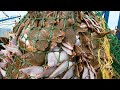 Amazing big catch fishing in the sea  fastest catch hundreds tons of fish with modern big boat