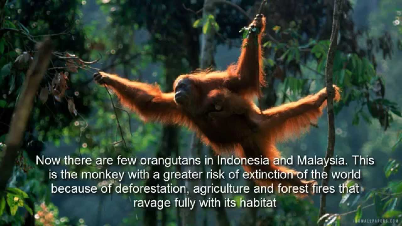 10 Animals on the verge of extinction - Documentary - YouTube