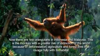 10 Animals on the verge of extinction - Documentary