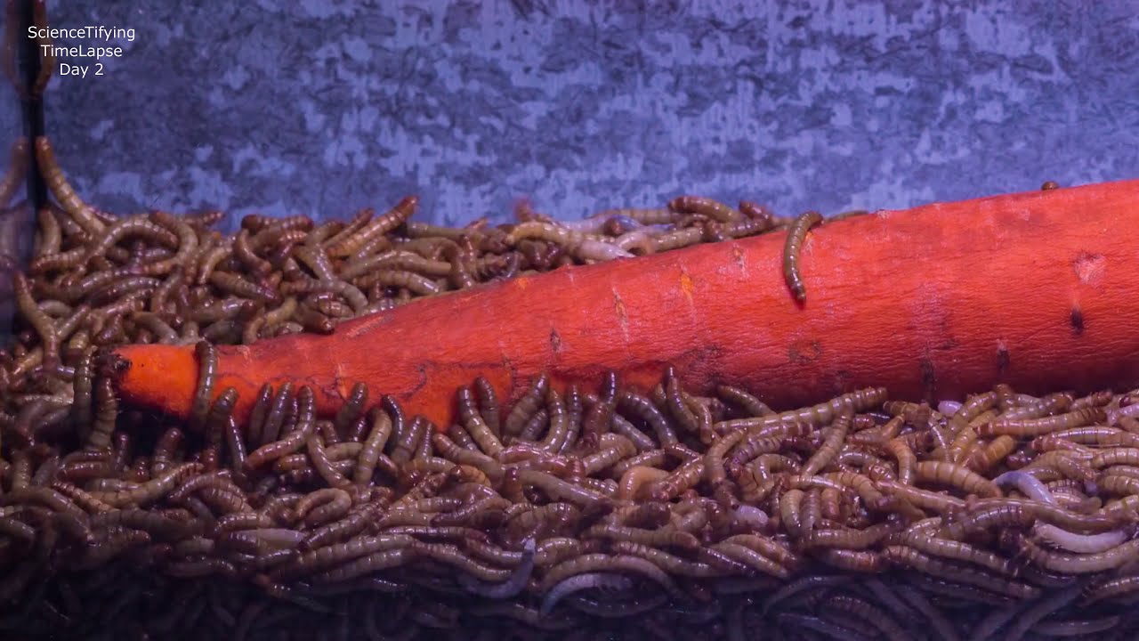 10 000 mealworms eats carrot in 4 days 🥕 YouTube