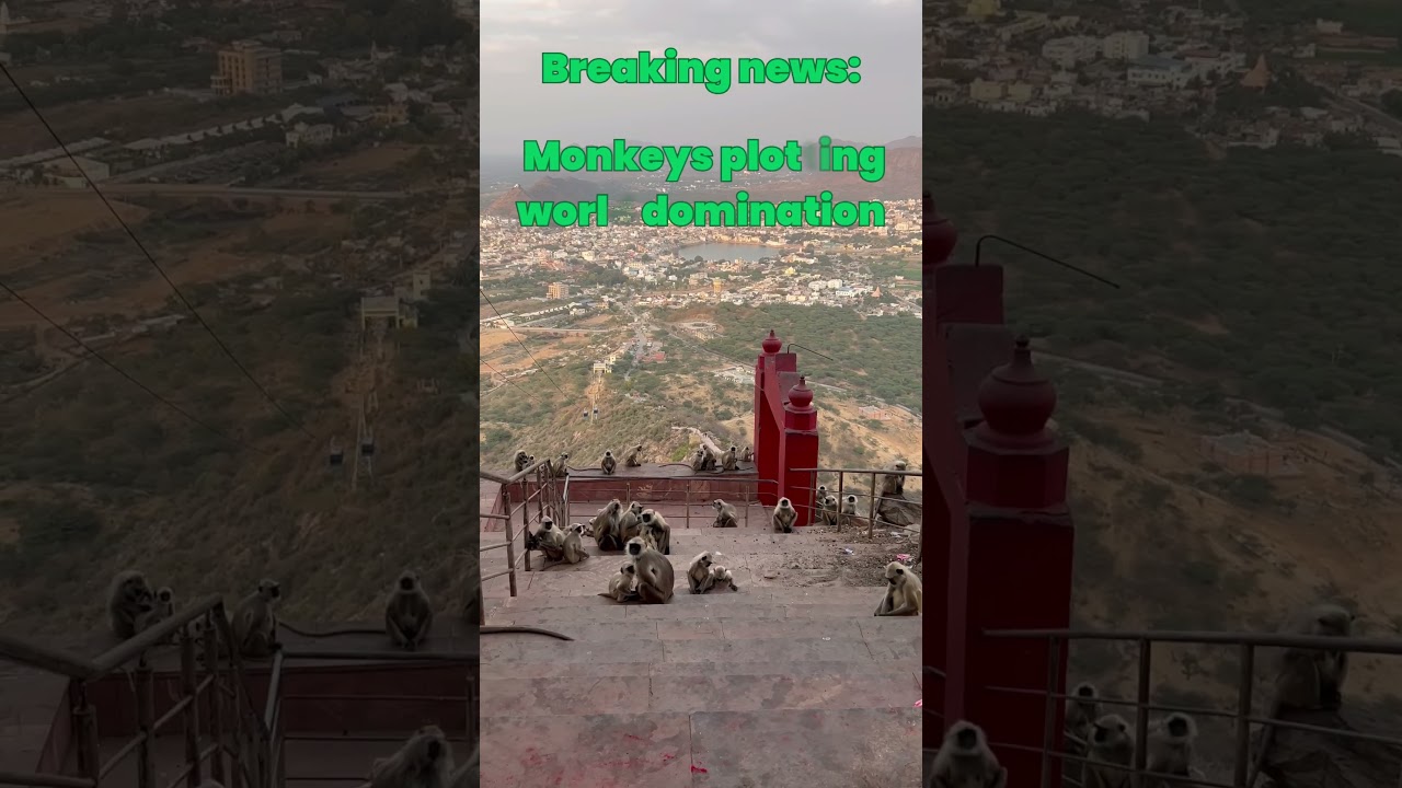 Monkey Meeting Caught on Camera 🐒😂 