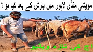 Cow Mandi Lahore after Rain || Lahore Bakra Mandi || Most Funny Cow Seller in Lahore Cow Mandi