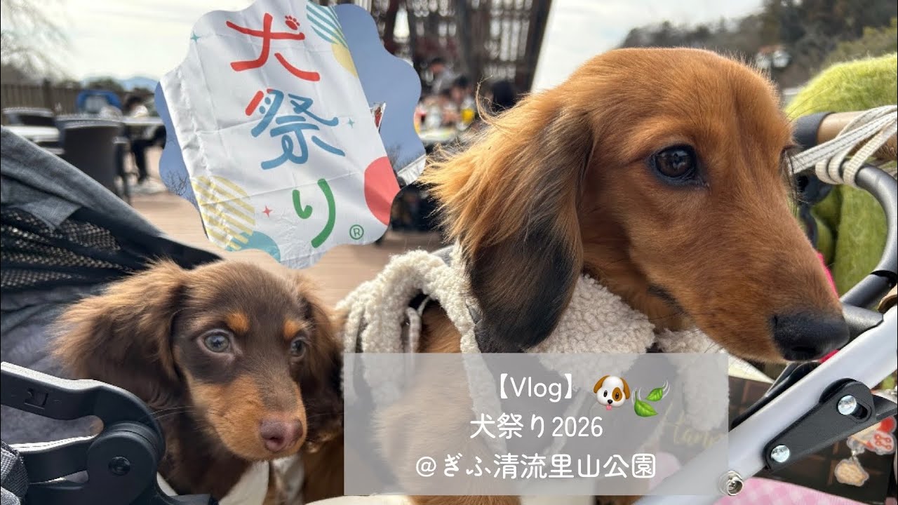 【Vlog】犬祭り2026@ぎふ清流里山公園に行ってきました🐶