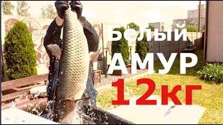Белый амур 12 кг  на мангале