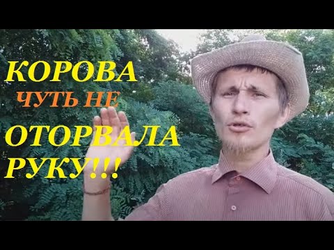 Корова или коза? Кого выбрать? Молочное скотоводство.