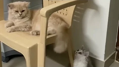 Funny cat and cute kitten playing together!!!
