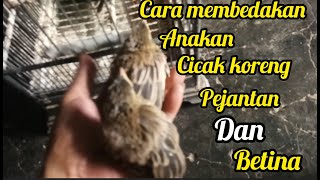 cara membedakan anakan burung cicak koreng jantan dan betina