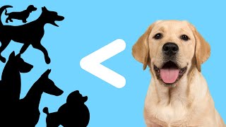 Are Labradors Smarter than other Dogs? (What Studies Say?) by Labrador Care 783 views 11 months ago 2 minutes, 30 seconds