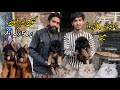 Rawalpindi College Road | Christmas Offer On Cats And Dogs In 2025 | Shahzain Animals Vlogs