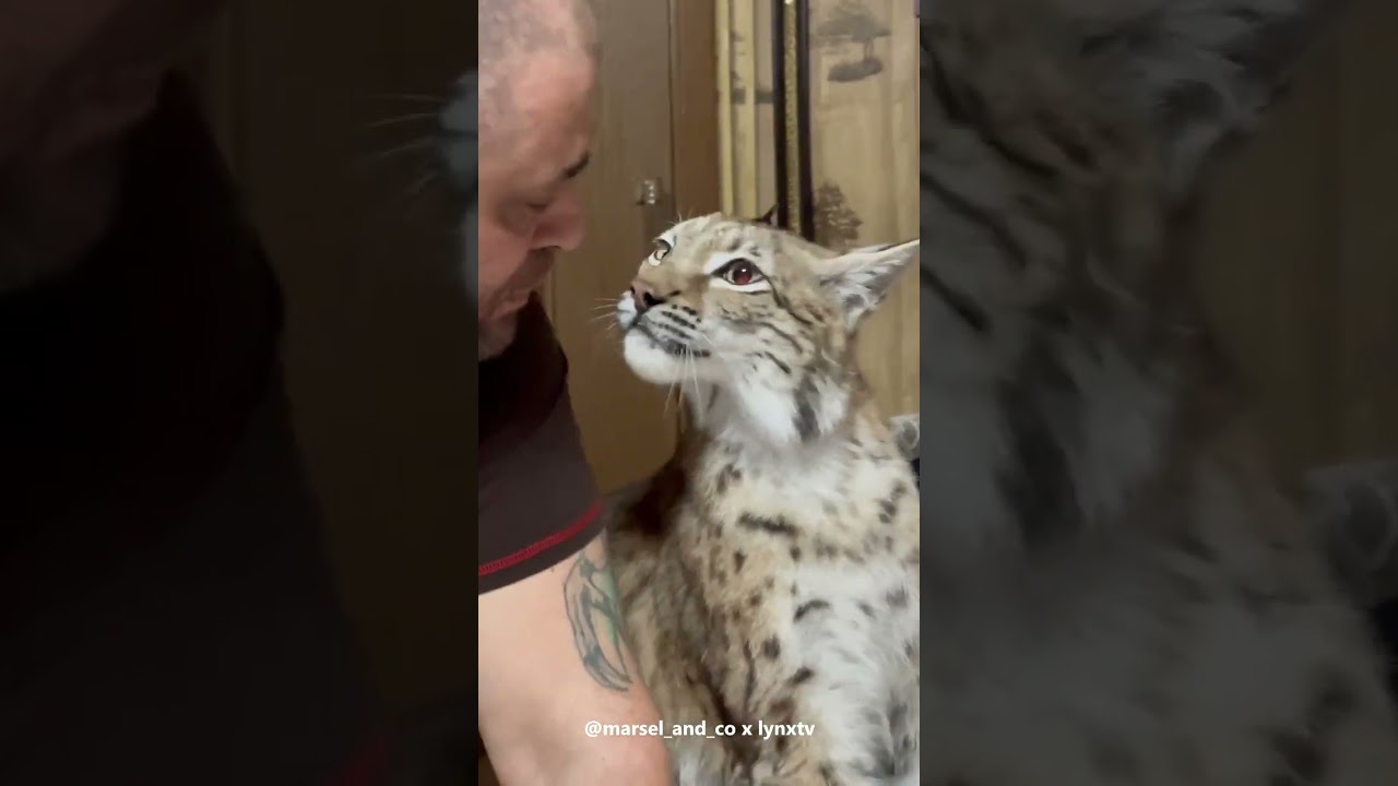 Lynx Marusya is a Cute Girl 