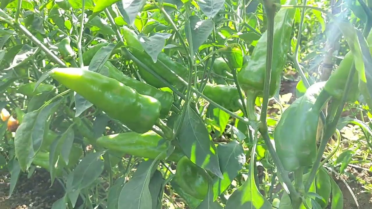 Chile de agua, en Valles Centrales 🌶️🌶️🌶️🌶️🫑🫑