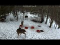 Deer 3-23-2026 6:36 PM