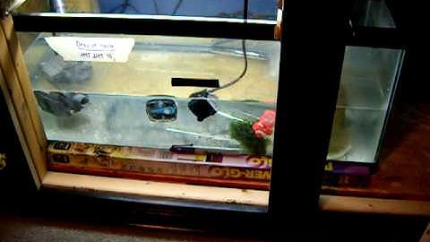 Eshopps overflow box-need help!!