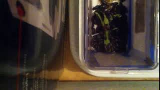 IMG 7665 532