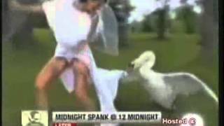Лебедь напал на невесту