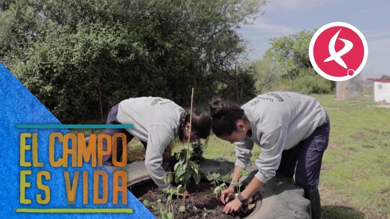 Isabel y Lidia plantan fresas en su pequeño huerto | El campo es vida